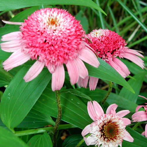 Echinacea purpurea Kim's Knee High